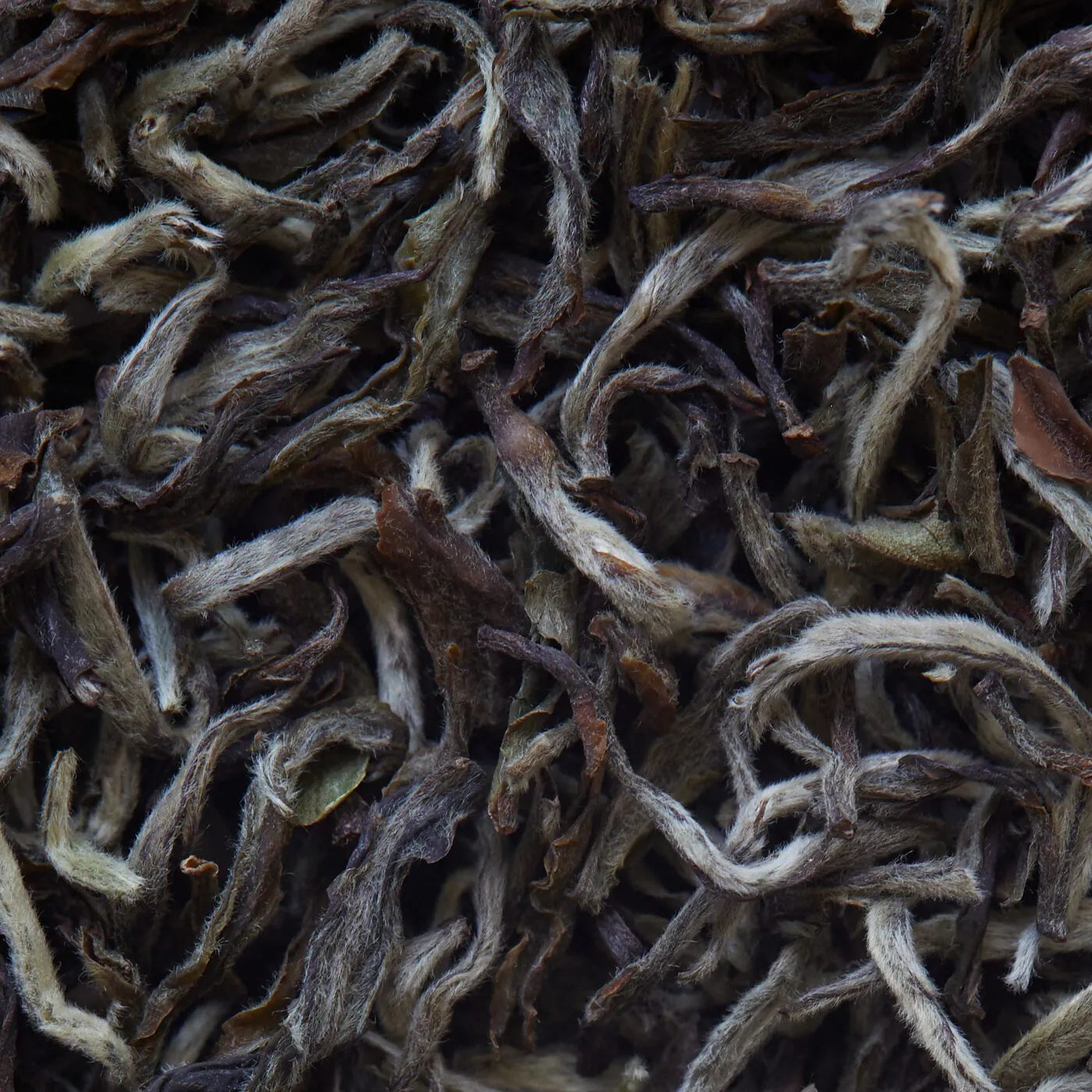 Ekologiczna herbata biała Nepal SHANGRI LA - 50 g